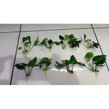 Canlı Bitki L019b Anubias Barteri Var Nana (Short)