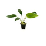 Canlı Bitki L020 Anubias Barteri Short And Sharp