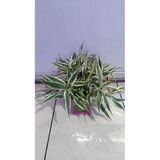 Canlı Bitki L063 Dracaena Sanderiana
