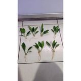 Canlı Bitki L279 Anubias Congensis Broad