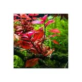 Canlı Bitki, Ludwigia Mini Super Red Saksıda