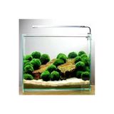 Canlı Bitki Marimo Moss Ball, Dekoratif Ve Doğal Bitki Seçeneği
