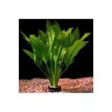 Canlı Bitki Saksısı, Echinodorus İcus Çeşidi, Akvaryum İçin Uygun