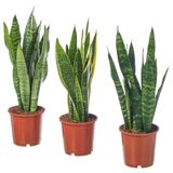 Canlı bitki, yeşil, 14 cm, SANSEVERIA TRIFASCIATA