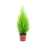 Canlı Bodur Limon Servi Çam Ağacı 20-40 Cm