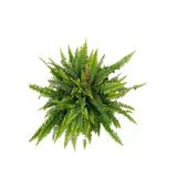 Canlı Çiçek Aşk Merdiveni Nephrolepis Aşk Merdiveni 10-20 Cm