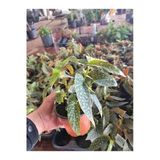 Canlı Çilli Begonya Begonia Maculata - Dekoratif Benekli Yapraklı Salon Bitkisi