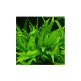 Canlı Cryptocoryne Wendtii Green Bitkisi, Saksı İle Birlikte