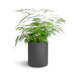 Canlı Formlu Tül Kuşkonmaz Salon Çiçeği 15-30Cm (Asparagus Setaceus), SRD02102024NA36