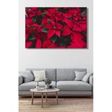 Canlı Kırmızı Yapraklarıyla Bilinen Atatürk Çiçeği (Poinsettia) Bitkisi Yatay Kanvas Tablo Tekli 3531