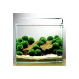 Canlı Marimo Moss Ball Yosun Topu 2-3Cm Dekoratif Bitki
