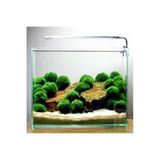 Canlı Marimo Moss Ball Yosun Topu - 2-3Cm