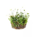 Canlı Marsilea Hirsuta Bitkisi, In Vitro Üretim