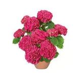 Canlı Ortanca Çiçeği Fidanı Koyu Pembe 10-20 Cm