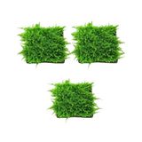 Canlı Petshop Java Moss 3 Adet 5 x 5 cm Doğal Akvaryum Bitkisi Yuva ve Arka Plan Kullanımı İçin