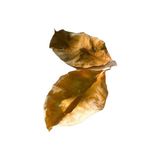 Canlı Petshop Kauçuk Yaprağı 100 Ad 15-20 cm Su Yumuşatıcı Karides Yemi Akvaryum Canlıları Için Besin Ihtiyacı
