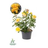 Canlı Saksıda Yediveren Sarı Renk Gül Fidanı 1 Adet 30-50Cm