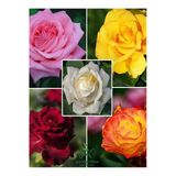 Canlı Saksılı Gül Fidanı Seti 5 ADET Kokulu Gül Pembe+Sarı+Kırmızı+Turuncu+Beyaz 30-50Cm