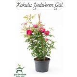 Canlı Saksılı Pembe Gül Fidanı 1 Adet 30/50 cm