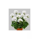 Canlı Saksılı Sardunya Çiçeği Fidanı-Beyaz 10-20 Cm