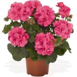 Canlı Saksılı Sardunya Çiçeği Fidanı Pembe 10-20 Cm