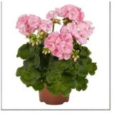 Canlı Saksılı Sardunya Çiçeği Fidanı Pudra Pembe 10-20 Cm