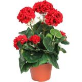Canlı Saksılı Sardunya Çiçek Fidanı Kırmızı 10-20 Cm