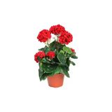 Canlı Sardunya Çiçek Fidanı Kırmızı 10-20 Cm