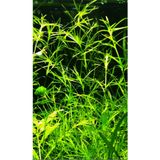 canlipetshop Akvaryum bitkisi lepistes otu (10dal )