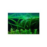 canlipetshop Amazon Biktisi Amazon Hançeri Akvaryum Bitkisi 2 Kök 40-50 Cm boyunda a kalite