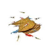 canlipetshop Catappa Yaprağı Su Düzenleyici Karides Ve Salyangoz Yemi 3 Adet