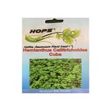 Canlipetshop Hops Akvaryum Için Canlı Bitki Tohumu Hemianthus Callitr Choides Cuba