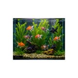 canlipetshop Japon Akvaryumuna Uygun Canlı Bitki 20-30 cm Uzunluk 10 Kök