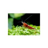 canlipetshop Kiraz Karides ( 0,5-1 Cm ) 10 Adet