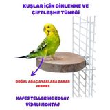 Canlipetshop Kuşlar Için Çiftleşme ve Dinlenme Tüneği Yuvarlak Vidalı Doğal Ahşap 1 Adet 8-10 cm Çap