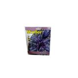 Canlipetshop Mixflor Mor Reyhan Tohumu