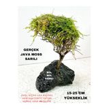 Canlipetshop Moss Sarılı Ağaç Figürü Lav Kayasında Moss Ağacı Karides Yuvası Ve Akvaryum Dekoru 15-20 Cm Boy