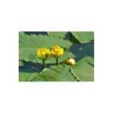 Canlipetshop Nilüfer Nuphar Japonica Su Üstü Bitkisi Soğan Halinde 2 Adet