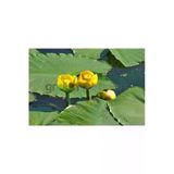 Canlipetshop Nilüfer Nuphar Japonica Su Üstü Bitkisi Soğan Halinde