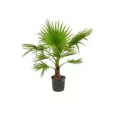 Canlipetshop Palmiye Ağacı Tohumu Washingtonia Filifera 180 Adet Tohum (30 Adet*6 Pkt)
