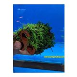 Canlipetshop Y-Moss Sarılı 3 Lü Seramik ( Karides Yuvası ve Akvaryum Dekoru)