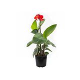Canna Indica Çiçeği Fidanı 20-40 Cm