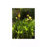 Canna Indica Yellow Sarı Tesbih Çiçeği Saksıda 10-20 Cm