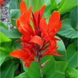 Canna Kana Çiçeği Tesbih Çiçeği (Canna Indica) 10-20 Cm