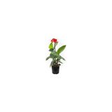 Canna Kana Zambağı Tespih Çiçeği Fidanı 10-20 Cm