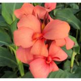 Canna - Tesbih Çiçeği - Mango 1 Tohum