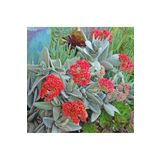 cantropikal Crassula Falcata. Kırmızı Çiçek Açan Sukulent
