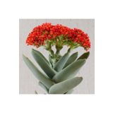 cantropikal crassula falcata mükemmel çiçek 5,5 cm çaplı saksıda sukulent