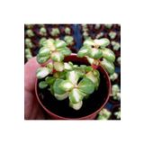 cantropikal Crassula Mediopicta - Bonsai Başlangıç Ağacı Sukulent