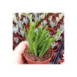 cantropikal Crassula Muscosa, Çiçekleri Kokulu, Prenses Çamı, Sukulent Kaktüs